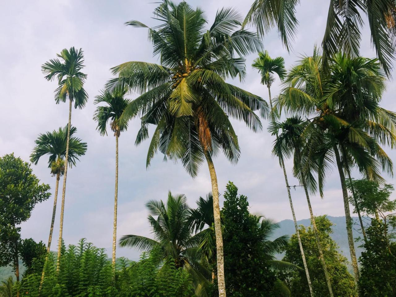 Summer Ridge - Homestay Ratnapura Zewnętrze zdjęcie
